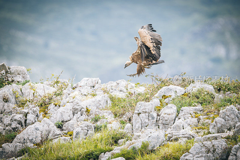 Griffon Vulture (Gyps fulvus)秃鹰飞到岩石上